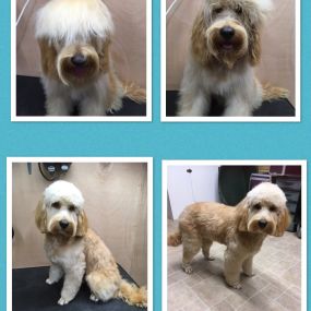 Bild von Nicola's Dog Grooming