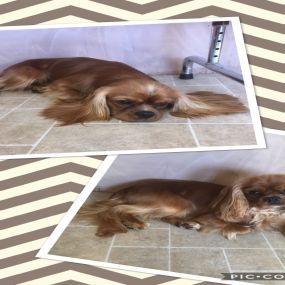 Bild von Nicola's Dog Grooming