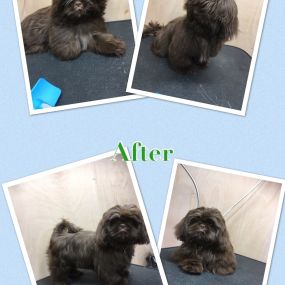 Bild von Nicola's Dog Grooming