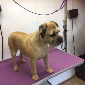 Bild von Nicola's Dog Grooming