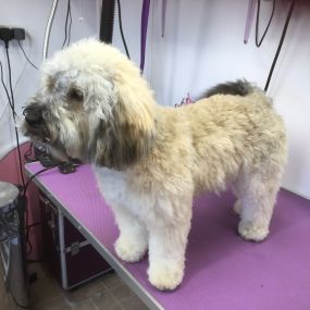 Bild von Nicola's Dog Grooming