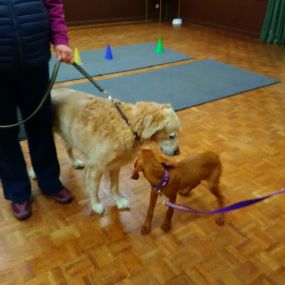 Bild von Chestnut Lodge Dog Training