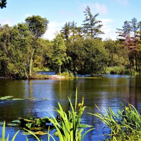 Bild von Llyn Y Gors