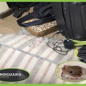 Bild von Landguard Pest Control