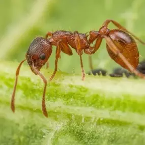 Bild von Landguard Pest Control