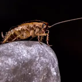 Bild von Landguard Pest Control