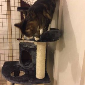 Bild von Hawthorn Boarding Cattery