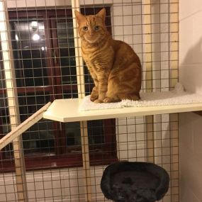 Bild von Hawthorn Boarding Cattery