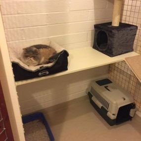 Bild von Hawthorn Boarding Cattery