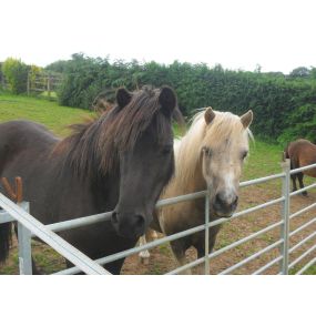 Bild von Humaryn Shetland Pony Rides