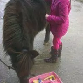 Bild von Humaryn Shetland Pony Rides