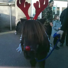 Bild von Humaryn Shetland Pony Rides