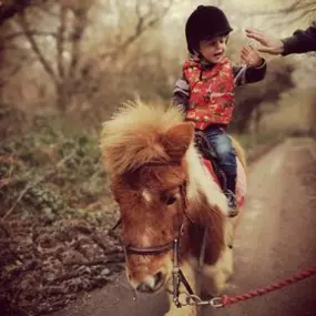 Bild von Humaryn Shetland Pony Rides