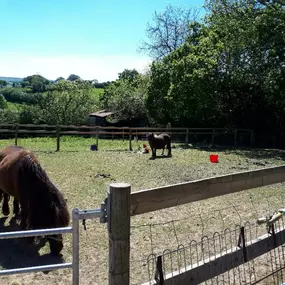 Bild von Humaryn Shetland Pony Rides