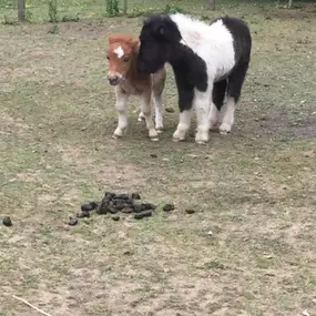 Bild von Humaryn Shetland Pony Rides