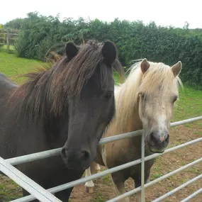 Bild von Humaryn Shetland Pony Rides