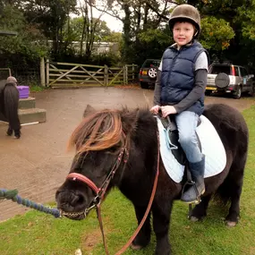 Bild von Humaryn Shetland Pony Rides