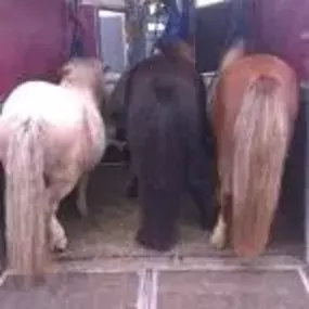 Bild von Humaryn Shetland Pony Rides