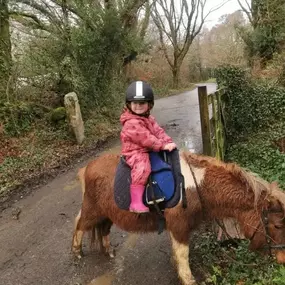 Bild von Humaryn Shetland Pony Rides