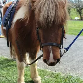 Bild von Humaryn Shetland Pony Rides