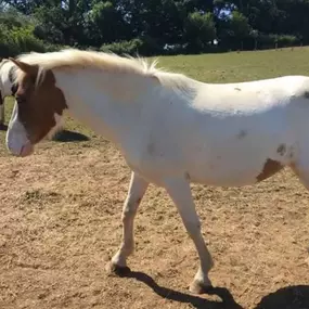 Bild von Humaryn Shetland Pony Rides