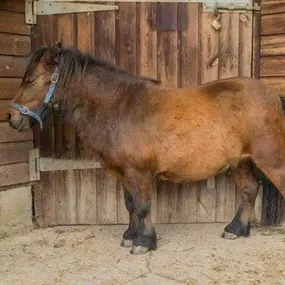 Bild von Humaryn Shetland Pony Rides