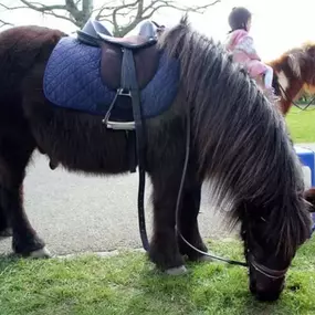 Bild von Humaryn Shetland Pony Rides