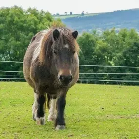 Bild von Humaryn Shetland Pony Rides