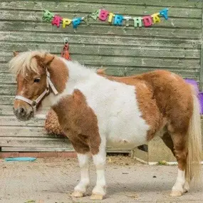 Bild von Humaryn Shetland Pony Rides