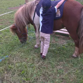 Bild von Humaryn Shetland Pony Rides