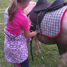 Bild von Humaryn Shetland Pony Rides