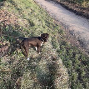 Bild von Chadderton Dog Walking & Pet Services