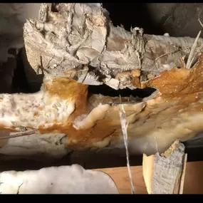 Bild von TMF Independent Damp & Timber Surveyor
