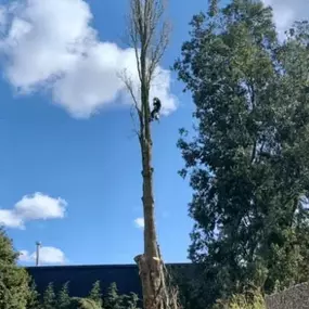 Bild von Tree Wise Men Warwickshire Ltd