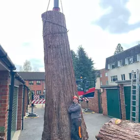 Bild von Tree Wise Men Warwickshire Ltd