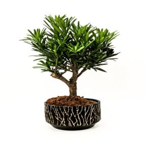 Bild von Bonsai 2 U Ltd