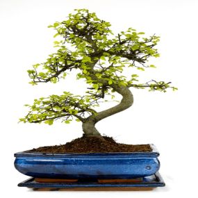 Bild von Bonsai 2 U Ltd