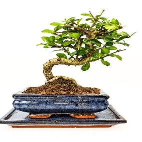 Bild von Bonsai 2 U Ltd