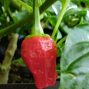 Bild von Woody's Wondrous Chilliies