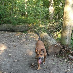 Bild von K9-5 Adventure Walks