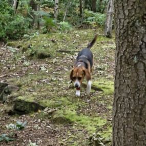 Bild von K9-5 Adventure Walks