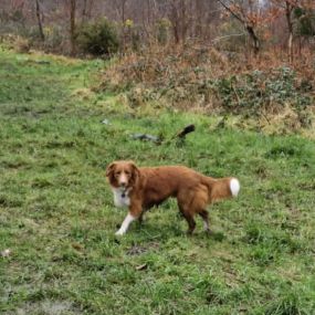 Bild von K9-5 Adventure Walks