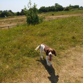 Bild von K9-5 Adventure Walks