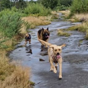 Bild von K9-5 Adventure Walks