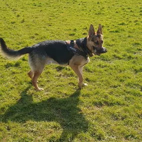 Bild von K9-5 Adventure Walks