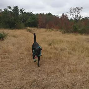 Bild von K9-5 Adventure Walks