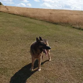 Bild von K9-5 Adventure Walks