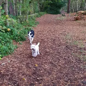 Bild von K9-5 Adventure Walks