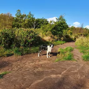 Bild von K9-5 Adventure Walks