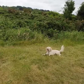 Bild von K9-5 Adventure Walks